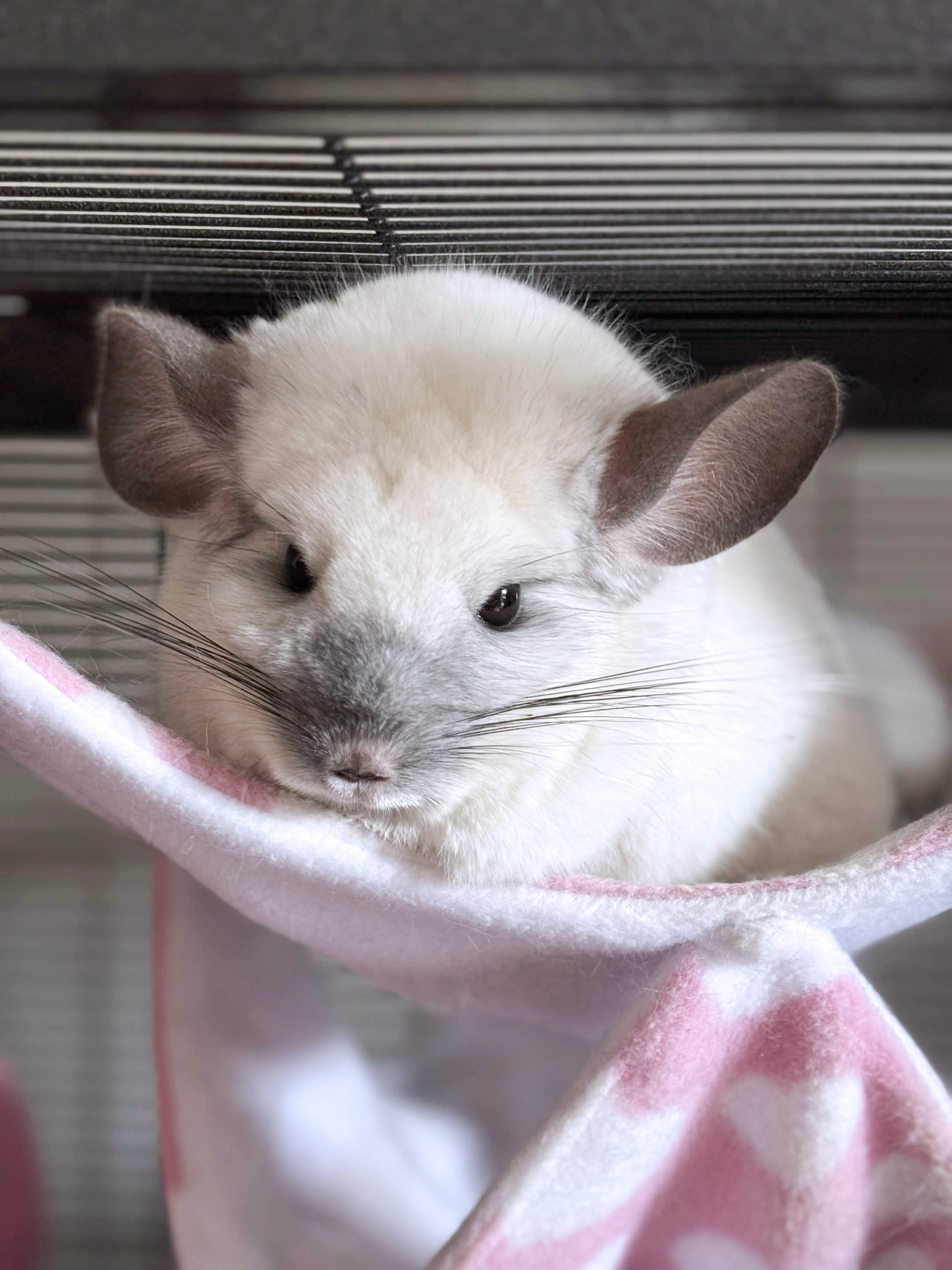 Alaska the chinchilla