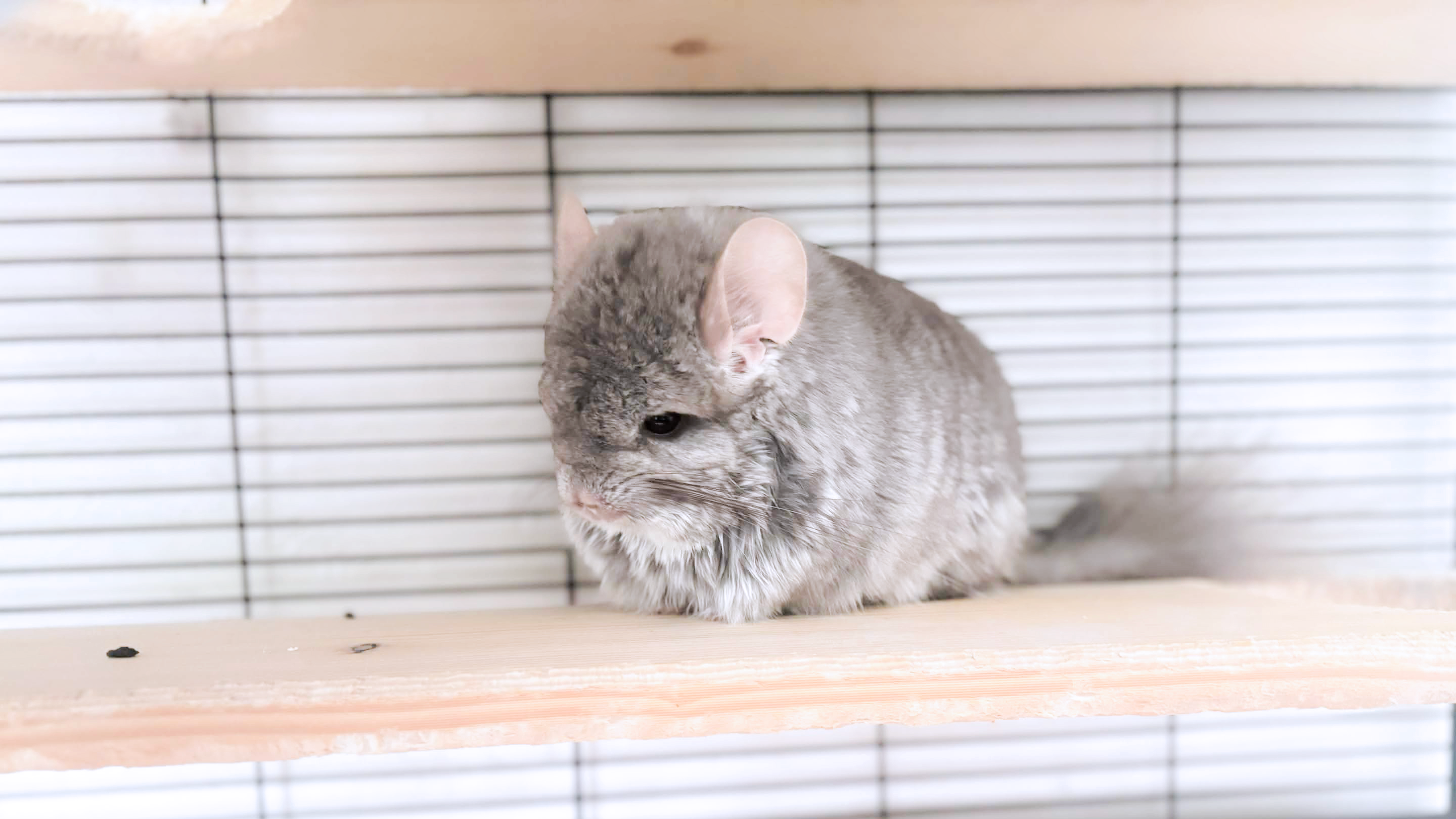 Griffin the chinchilla
